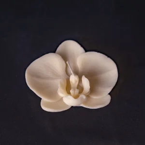 Orchid